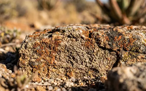 Extreme Makroaufnahme eines Materialdetails am Wahrzeichen Namaqualand-Blutenroute in Springbok Sudafrika, taktile Struktur und weiches Seitenlicht - Foto: THN
