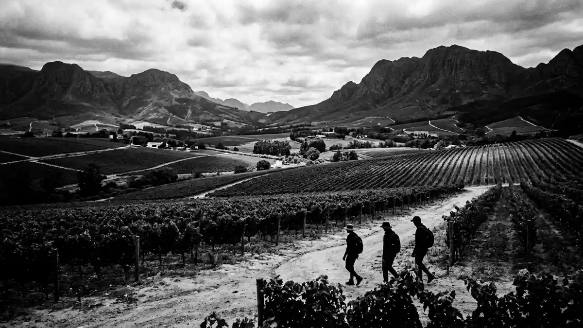 Weinland Stellenbosch, Stellenbosch Winelands, Stellenbosch, Sudafrika, Garden Town, Reise, Tourismus, Gartenfestival, Winelands, Naturerlebnis, Illustration mit AI erstellt.