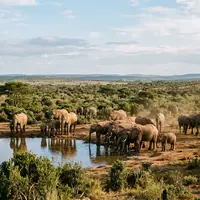 Editorialbild im Reisemagazin-Stil vom Wahrzeichen Addo-Elefanten-Nationalpark in Addo Sudafrika, ausgewogene Bildgestaltung und natuerliches Umgebungslicht - Foto: THN