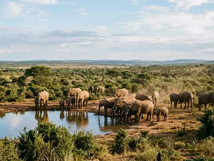 Editorialbild im Reisemagazin-Stil vom Wahrzeichen Addo-Elefanten-Nationalpark in Addo Sudafrika, ausgewogene Bildgestaltung und natuerliches Umgebungslicht - Foto: THN