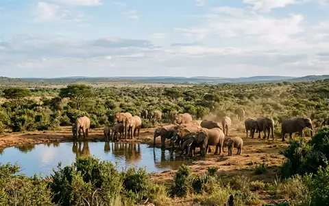 Editorialbild im Reisemagazin-Stil vom Wahrzeichen Addo-Elefanten-Nationalpark in Addo Sudafrika, ausgewogene Bildgestaltung und natuerliches Umgebungslicht - Foto: THN