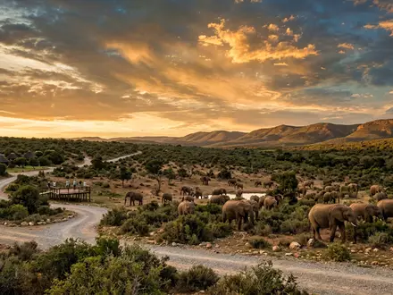 Fotorealistische Panoramaaufnahme von Addo-Elefanten-Nationalpark in Addo Sudafrika, warmes Abendlicht auf Wahrzeichen im Reisemotiv - Foto: THN