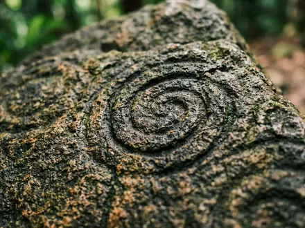 Extreme Makroaufnahme eines Materialdetails am Wahrzeichen Daintree Rainforest in Cape Tribulation Australien, taktile Struktur und - Foto: THN