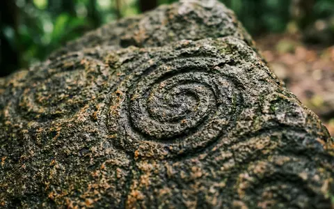 Extreme Makroaufnahme eines Materialdetails am Wahrzeichen Daintree Rainforest in Cape Tribulation Australien, taktile Struktur und - Foto: THN