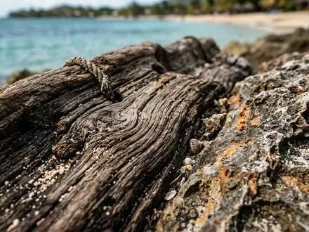 Extreme Makroaufnahme eines Materialdetails am Wahrzeichen West Bay Roatan in Roatan Honduras, taktile Struktur und - Foto: THN