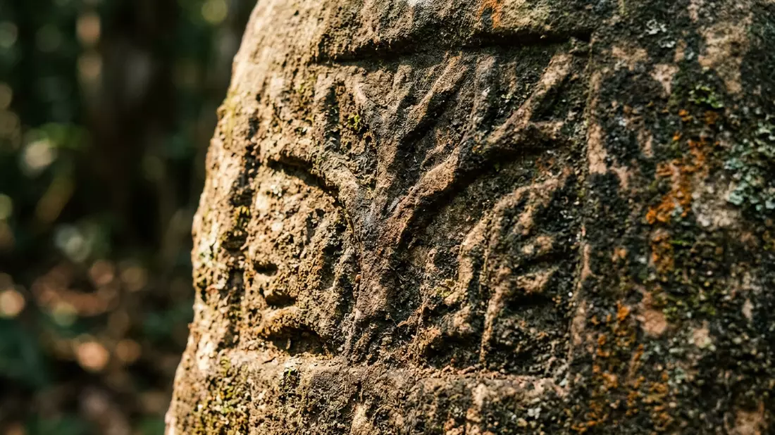Makroaufnahme eines Materialdetails am Wahrzeichen Banco-Nationalpark, Abidjan Elfenbeinkuste