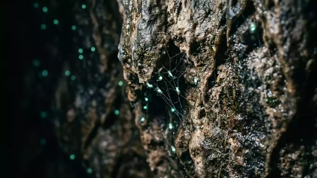 Makroaufnahme eines Materialdetails am Wahrzeichen Waitomo Glowworm Caves, Waitomo Neuseeland