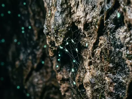 Extreme Makroaufnahme eines Materialdetails am Wahrzeichen Waitomo Glowworm Caves in Waitomo Neuseeland, taktile Struktur und - Foto: THN