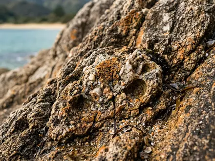 Extreme Makroaufnahme eines Materialdetails am Wahrzeichen Abel-Tasman-Nationalpark in Marahau Neuseeland, taktile Struktur und weiches Seitenlicht - Foto: THN
