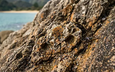 Extreme Makroaufnahme eines Materialdetails am Wahrzeichen Abel-Tasman-Nationalpark in Marahau Neuseeland, taktile Struktur und weiches Seitenlicht - Foto: THN