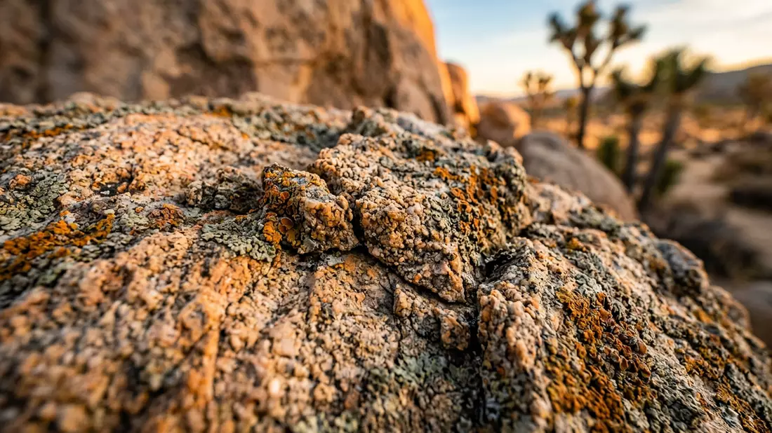 Makroaufnahme eines Materialdetails am Wahrzeichen Joshua-Tree-Nationalpark, Joshua Tree USA