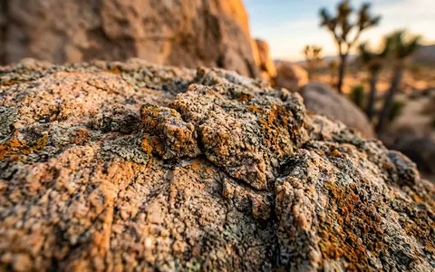 Extreme Makroaufnahme eines Materialdetails am Wahrzeichen Joshua-Tree-Nationalpark in Joshua Tree USA, taktile Struktur und weiches - Foto: THN