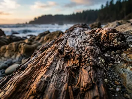 Extreme Makroaufnahme eines Materialdetails am Wahrzeichen Redwood-Nationalpark in Crescent City USA, taktile Struktur und weiches - Foto: THN