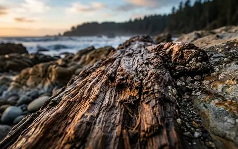 Extreme Makroaufnahme eines Materialdetails am Wahrzeichen Redwood-Nationalpark in Crescent City USA, taktile Struktur und weiches - Foto: THN