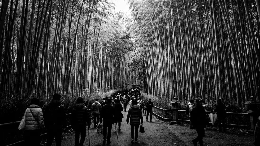 Schwarzweiss-Reportage vom Wahrzeichen Arashiyama-Bambuswald in Kyoto, Japan