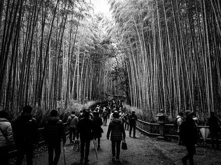 Schwarzweiss-Reportagebild vom Wahrzeichen Arashiyama-Bambuswald in Kyoto Japan, dokumentarische Reisefotografie mit starken Kontrasten - Foto: THN