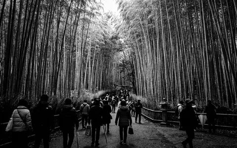 Schwarzweiss-Reportagebild vom Wahrzeichen Arashiyama-Bambuswald in Kyoto Japan, dokumentarische Reisefotografie mit starken Kontrasten - Foto: THN