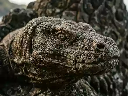 Extreme Makroaufnahme eines Materialdetails am Wahrzeichen Komodo-Nationalpark in Labuan Bajo Indonesien, taktile Struktur und weiches - Foto: THN