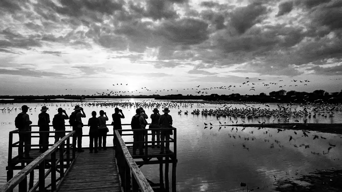 Schwarzweiss-Reportage vom Wahrzeichen Djoudj-Vogelschutzgebiet in Saint-Louis, Senegal