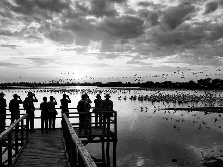 Schwarzweiss-Reportagebild vom Wahrzeichen Djoudj-Vogelschutzgebiet in Saint-Louis Senegal, dokumentarische Reisefotografie mit starken Kontrasten - Foto: THN