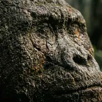 Extreme Makroaufnahme eines Materialdetails am Wahrzeichen Mgahinga-Gorilla-Trekking in Kisoro Uganda, taktile Struktur und weiches Seitenlicht - Foto: THN