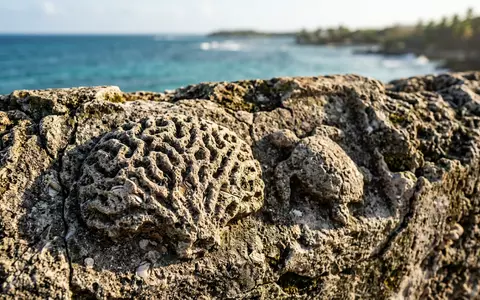 Extreme Makroaufnahme eines Materialdetails am Wahrzeichen Rosario-Inseln in Cartagena Kolumbien, taktile Struktur und weiches Seitenlicht - Foto: THN