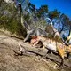 Dinosaurier konnten viele Tonnen schwer werden - aber offenbar nicht so klein, dass sie nur ein paar Gramm wogen. (Archivbild) - Bild: Moritz Frankenberg/dpa