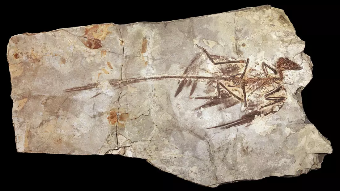 Microraptoren waren gefiederte Dinosaurier, die in der frühen Kreidezeit lebten. (Handout) - Bild: Mick Ellison/AMNH/dpa