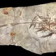 Microraptoren waren gefiederte Dinosaurier, die in der frühen Kreidezeit lebten. (Handout) - Bild: Mick Ellison/AMNH/dpa