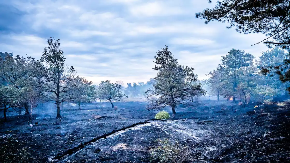 Die Ursache für den Großbrand ist noch unklar. - Bild: Roland Heitink/Persbureau Heitink/dpa