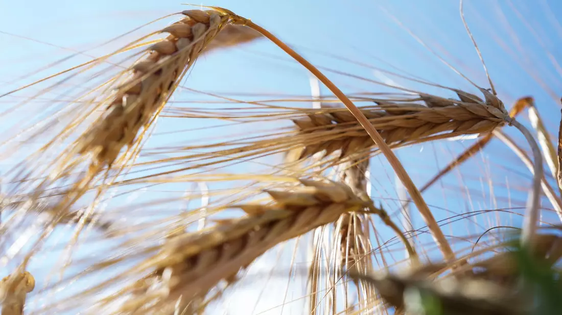 Wintergerste - hier vor einigen Wochen und kurz vor der Ernte - ist eine wichtige Getreideart in Deutschland. (Archivbild) - Bild: Sven Kaeuler/dpa