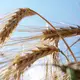 Wintergerste - hier vor einigen Wochen und kurz vor der Ernte - ist eine wichtige Getreideart in Deutschland. (Archivbild) - Bild: Sven Kaeuler/dpa