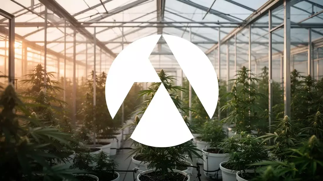 Tilray Execs Buy Shares as Revenue Hits $915M but Losses Persist