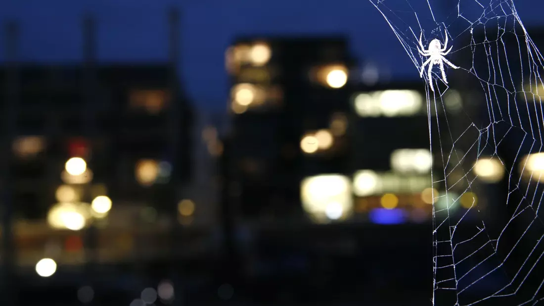 Eine Brückenspinne in ihrem Netz in der HafenCity in Hamburg (Illustration) - Bild: picture alliance / Jens Ressing/dpa