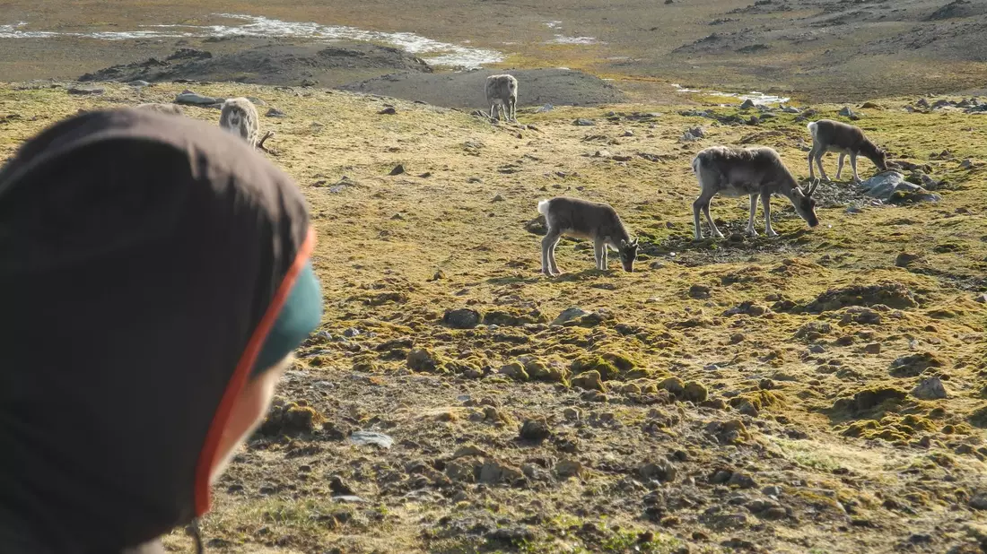 Auf Spitzbergen sind in diesem Sommer ungewöhnlich viele Rentiere verendet. (Archivbild) - Bild: Mathilde Le Moullec/dpa