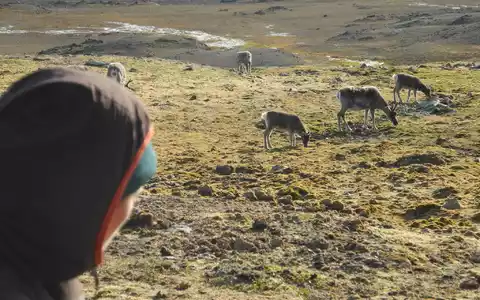 Auf Spitzbergen sind in diesem Sommer ungewöhnlich viele Rentiere verendet. (Archivbild) - Foto: Mathilde Le Moullec/dpa