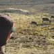 Auf Spitzbergen sind in diesem Sommer ungewöhnlich viele Rentiere verendet. (Archivbild) - Bild: Mathilde Le Moullec/dpa