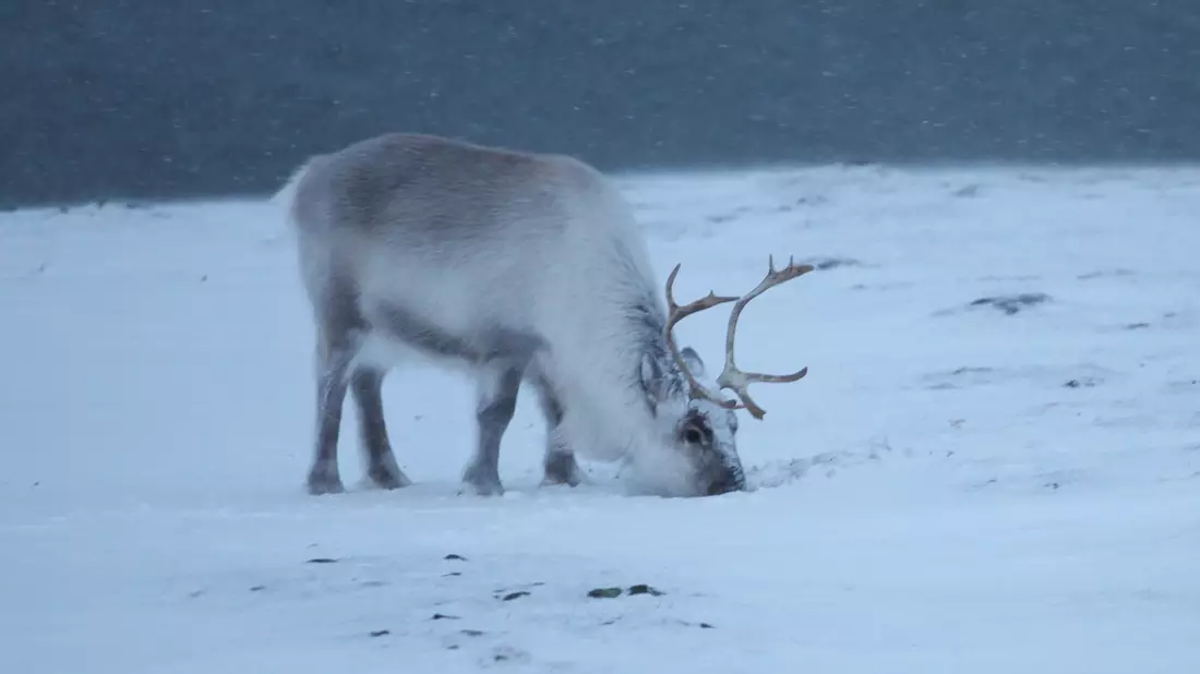 Ungefähr 22.000 Rentiere sind auf Spitzbergen zuhause. (Archivbild) - Bild: Steffen Trumpf/dpa