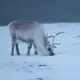 Ungefähr 22.000 Rentiere sind auf Spitzbergen zuhause. (Archivbild) - Bild: Steffen Trumpf/dpa