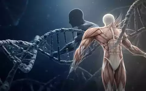 Abstrakte Darstellung von DNA-Strängen, die in menschliche Muskelfasern übergehen, symbolisch für genetische Forschung. - Foto: über boerse-global.de