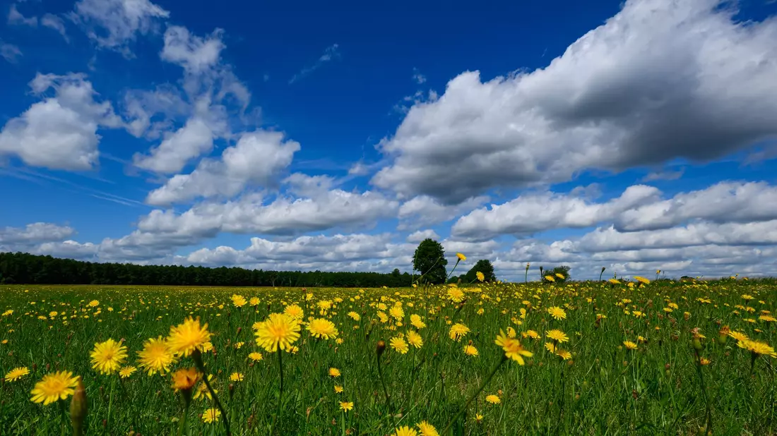 Das Wochenende bringt Temperaturen von mehr als 30 Grad mit sich. - Bild: Patrick Pleul/dpa