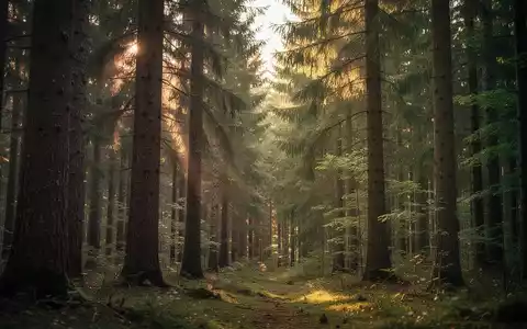 Ein gesunder, bewirtschafteter deutscher Nadelwald im sanften Licht der Abendsonne. - Foto: über boerse-global.de