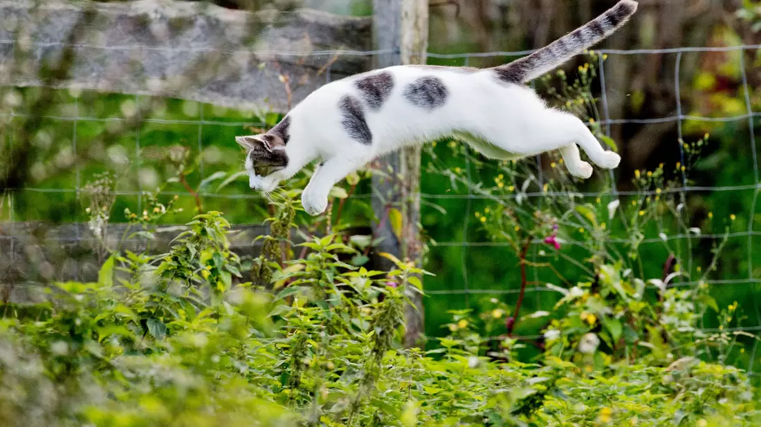 Tierärzte fordern eine Kastrationspflicht von Katzen, die frei herumlaufen dürfen. (Symbolbild) - Bild: Julian Stratenschulte/dpa