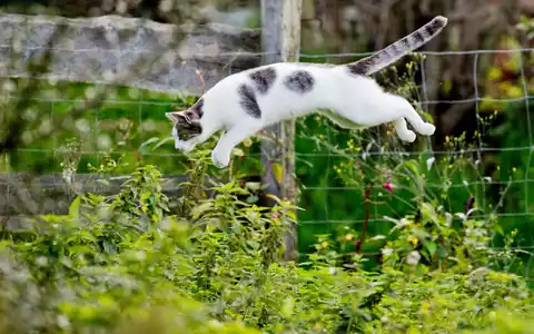 Tierärzte fordern eine Kastrationspflicht von Katzen, die frei herumlaufen dürfen. (Symbolbild) - Foto: Julian Stratenschulte/dpa
