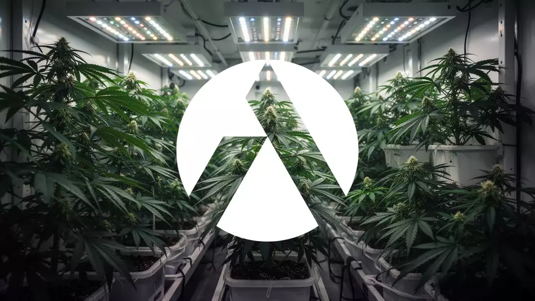 Tilray: Insider-Käufe und Rekordquartal beflügeln Cannabis-Aktie