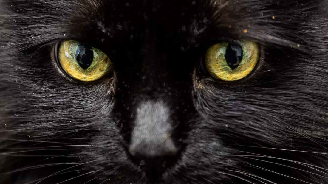Weiß eine KI, was diese Katzenaugen sagen?  - Bild: Christoph Soeder/dpa/dpa-tmn