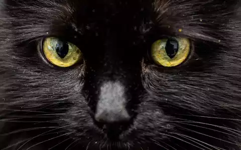 Weiß eine KI, was diese Katzenaugen sagen?  - Foto: Christoph Soeder/dpa/dpa-tmn