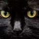 Weiß eine KI, was diese Katzenaugen sagen?  - Bild: Christoph Soeder/dpa/dpa-tmn
