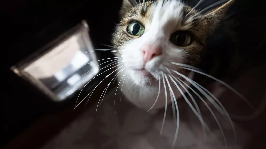 Schlaue Mieze oder smarte Katzenklappe? - Bild: Marijan Murat/dpa
