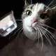 Schlaue Mieze oder smarte Katzenklappe? - Bild: Marijan Murat/dpa
